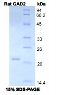 Figure 1. SDS-PAGE