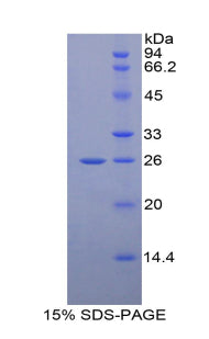 Figure 1. SDS-PAGE