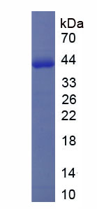 Figure 1. SDS-PAGE