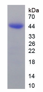 Figure 1. SDS-PAGE