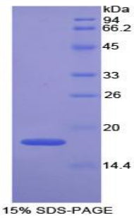 Figure 1. SDS-PAGE