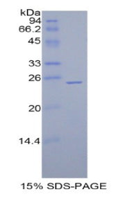 Figure 1. SDS-PAGE