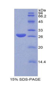 Figure 1. SDS-PAGE