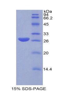 Figure 1. SDS-PAGE