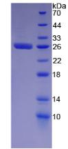 Figure 2. SDS-PAGE