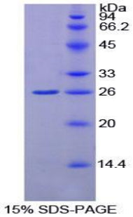 Figure 1. SDS-PAGE