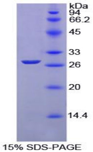Figure 1. SDS-PAGE