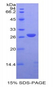 Figure 1. SDS-PAGE