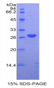 Figure 1. SDS-PAGE