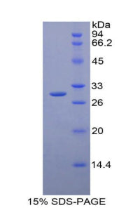 Figure 1. SDS-PAGE