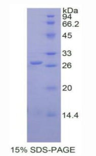 Figure 1. SDS-PAGE