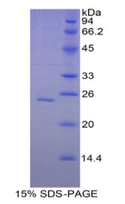Figure 1. SDS-PAGE