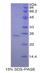 Figure 1. SDS-PAGE