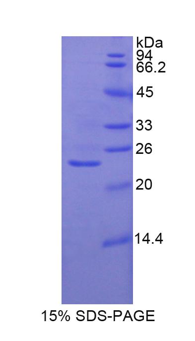 Figure 1. SDS-PAGE