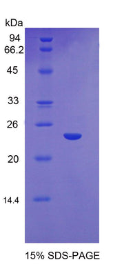 Figure 1. SDS-PAGE