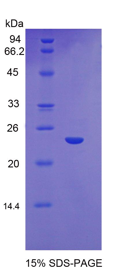 Figure 1. SDS-PAGE