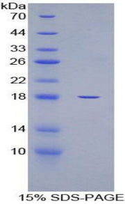 Figure 1. SDS-PAGE