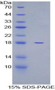 Figure 1. SDS-PAGE