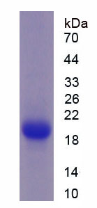Figure 1. SDS-PAGE