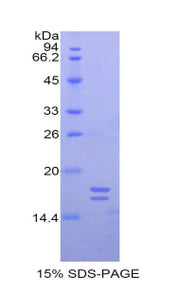 Figure 1. SDS-PAGE