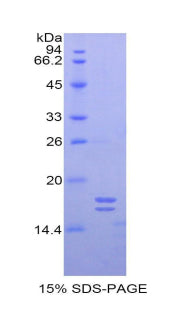 Figure 1. SDS-PAGE
