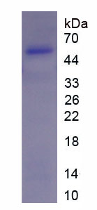 Figure 1. SDS-PAGE