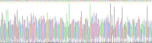 Recombinant Mouse Glycophorin A (GYPA)