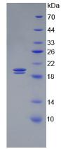 Figure 3. SDS-PAGE