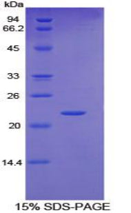 Figure 1. SDS-PAGE