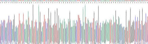 Recombinant Human Glycoprotein 130 (gp130)