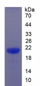 Figure 3. SDS-PAGE