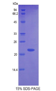 Figure 1. SDS-PAGE