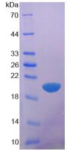 Figure 3. SDS-PAGE