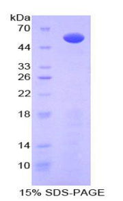 Figure 1. SDS-PAGE