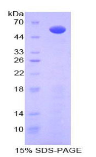 Figure 1. SDS-PAGE