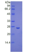Figure 2. SDS-PAGE