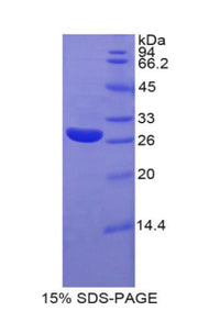 Figure 1. SDS-PAGE