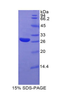 Figure 1. SDS-PAGE