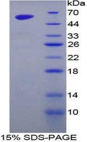 Figure 1. SDS-PAGE
