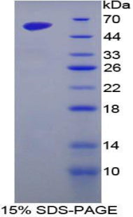 Figure 1. SDS-PAGE