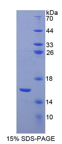 Figure 1. SDS-PAGE