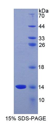 Figure 2. SDS-PAGE
