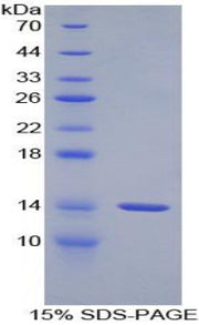 Figure 1. SDS-PAGE