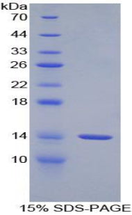Figure 1. SDS-PAGE