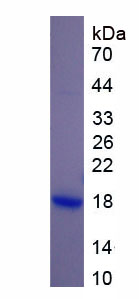 Figure 1. SDS-PAGE