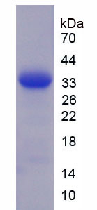 Figure 1. SDS-PAGE