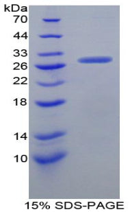 Figure 1. SDS-PAGE