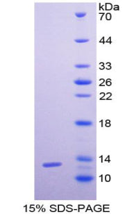 Figure 1. SDS-PAGE