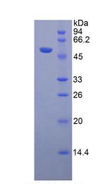Figure 2. SDS-PAGE