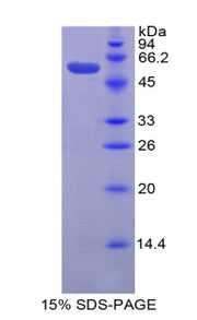 Figure 1. SDS-PAGE
